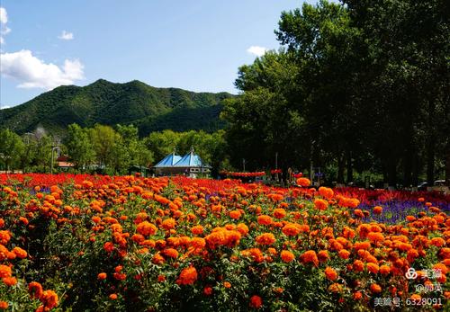 3、延庆七彩山花海