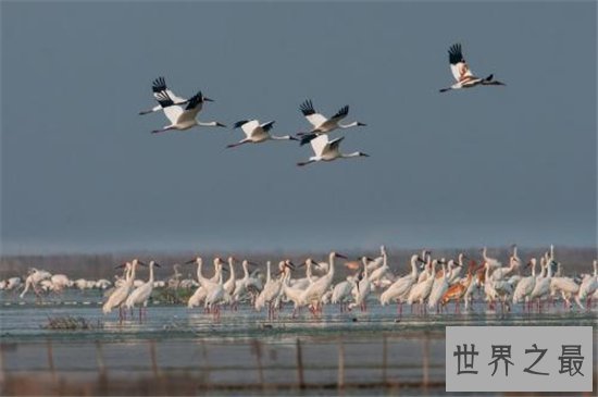 中国最大的淡水湖鄱阳湖 水质下降存在四大原因