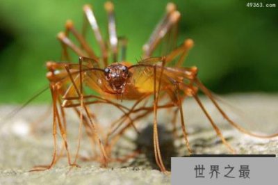 ​火山蚰蜒入耳的恐怖事件竟是假的，看到千万别打