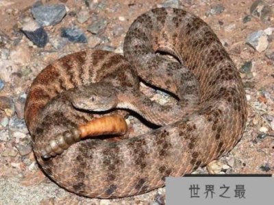 ​虎斑响尾蛇　Tiger Rattlesnake