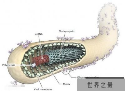 ​世界破坏力最强的十大病毒 埃博拉位列第一，天花上榜