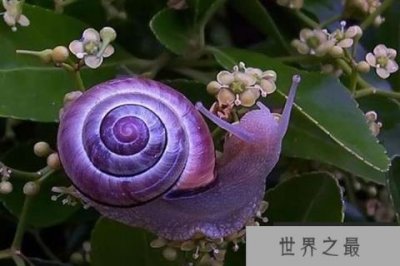 ​世界十大奇特紫色动物：每种外形惊艳无比