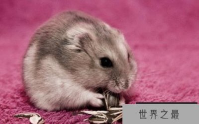 ​世界上最可爱的鼠类：仓鼠外形漂亮性格温和