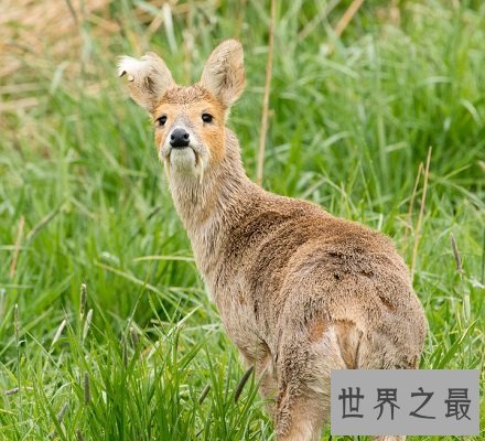 长牙吸血鬼鹿面如吸血鬼 长相怪异生命濒危！