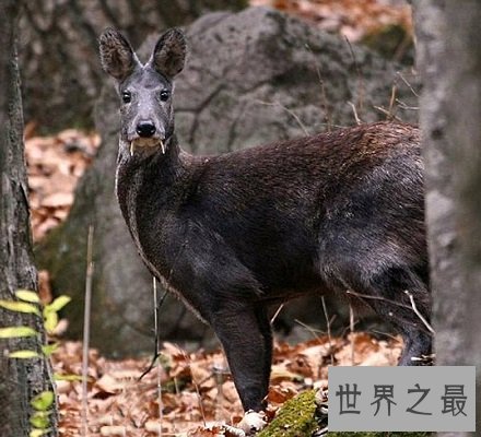 长牙吸血鬼鹿面如吸血鬼 长相怪异生命濒危！