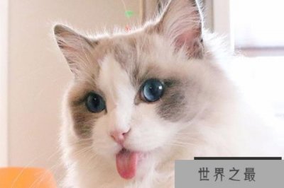 ​世界十大著名的宠物猫 狸花猫第十是捕抓老鼠的好手