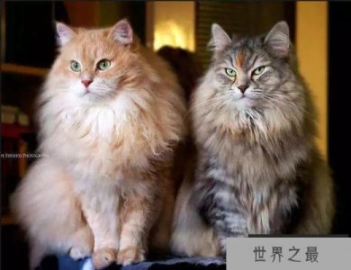 ​世界十大最温顺的猫排名，你想养哪只？