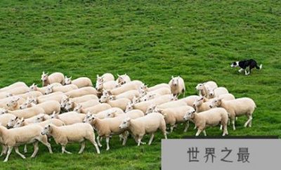 ​世界上最聪明的狗边境Shepherd是驯服马和骑马的能力