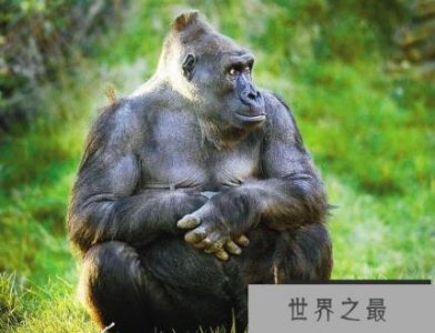 ​历史上最大的类人猿站在3米以上