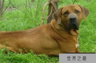 ​世界十大凶悍猛犬 高加索犬生存能力强，土佐斗犬被多国禁养