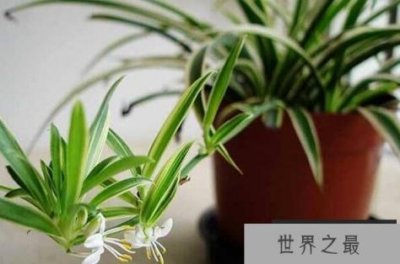 ​除甲醛植物十大排名 芦荟上榜，第三原产于墨西哥