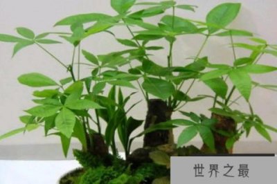 ​女生办公室适合放什么植物风水好？女性办公室最旺风水植物