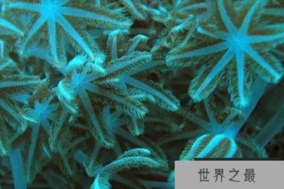 ​最美的10大海洋动物，第八是海洋之花，第九形状像灯泡