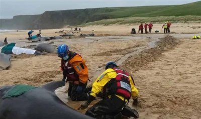 ​超50头鲸鱼在苏格兰海滩搁浅，发现时已死40多头，幸存鲸鱼被施以安乐死