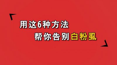 ​用这6种方法帮你告别白粉虱