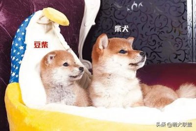 ​怎么简单区分豆柴和普通柴犬？