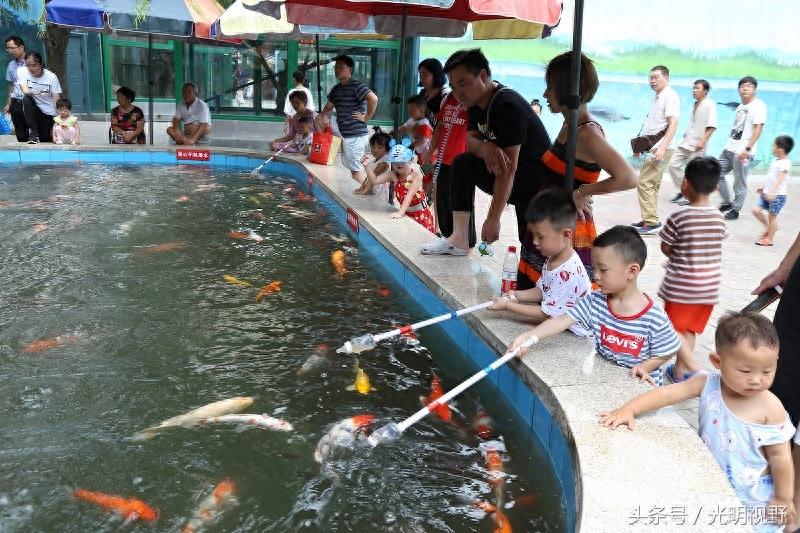 “吃奶鱼”亮相郑州动物园，锦鲤争相吮吸奶嘴萌化人心