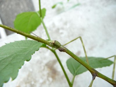 ​昆虫图集：昆虫界的伪装大师竹节虫