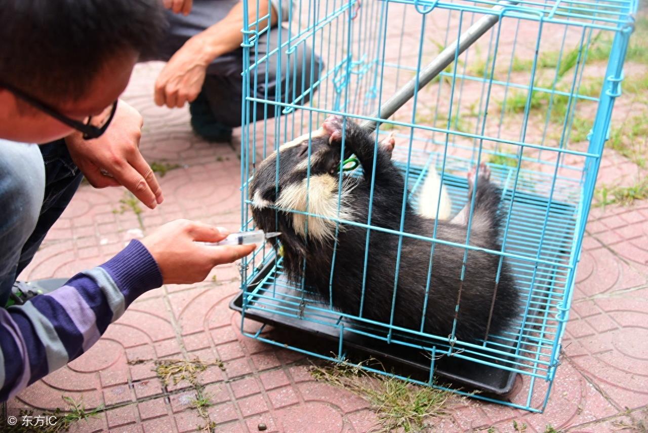 猪獾，一个破坏之王