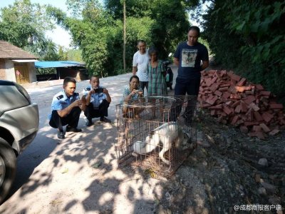 ​“熊猫狐狸”偷吃鹅还爬上村民的床！已被诱捕送往成都动物园