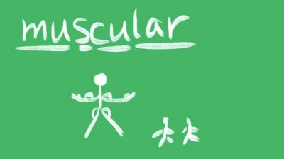 ​muscular什么意思