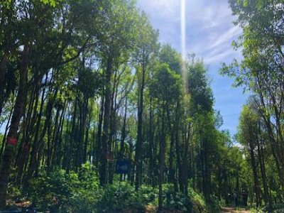 ​天然氧吧屯昌沉香基地：走进真实的海南沉香