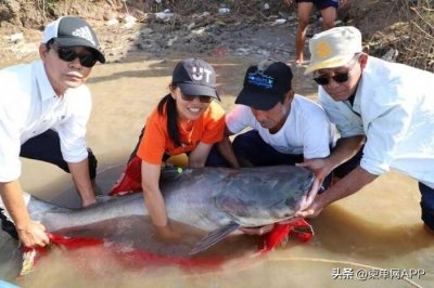 ​柬埔寨惊现湄公河巨鲶，重46公斤长157厘米