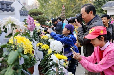 ​案头菊的栽培技术及日常如何养护管理？