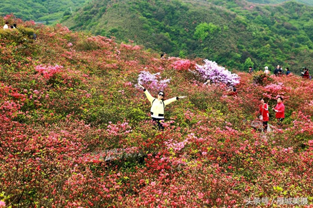 浏阳大围山杜鹃花开正艳，人气爆棚，本月中旬前都是最佳赏花期