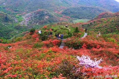 ​浏阳大围山杜鹃花开正艳，人气爆棚，本月中旬前都是最佳赏花期