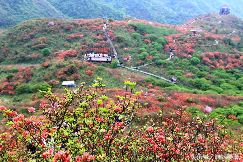 浏阳大围山杜鹃花开正艳，人气爆棚，本月中旬前都是最佳赏花期