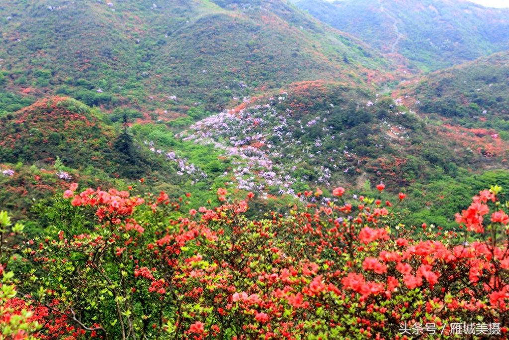 浏阳大围山杜鹃花开正艳，人气爆棚，本月中旬前都是最佳赏花期