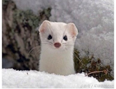 ​罕见超萌伶鼬，它们是雪女神派来的雪地小精灵吧