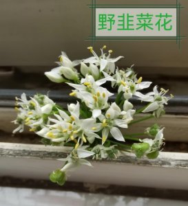 ​山葱花 野韭花 知母草