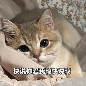 ​养猫多年，才知道小猫认主是因为这些因素，涨知识了！