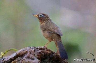 ​春天饲养画眉鸟，您必须要知道的除虫知识！